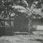 Pohon Pisang Lubang Buaya, Saksi Bisu Tragedi G30S/PKI 1965