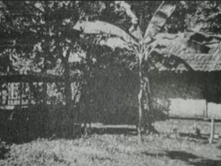 Pohon Pisang Lubang Buaya, Saksi Bisu Tragedi G30S/PKI 1965