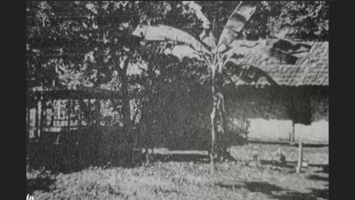 Pohon Pisang Lubang Buaya, Saksi Bisu Tragedi G30S/PKI 1965