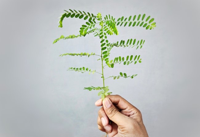 Manfaat Daun Meniran untuk Pria: Vitalitas, Prostat, hingga Daya Tahan Tubuh