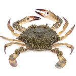 Perbedaan Kepiting dan Rajungan: Ciri Fisik, Nutrisi, dan Caranya