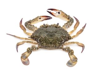 Perbedaan Kepiting dan Rajungan: Ciri Fisik, Nutrisi, dan Caranya