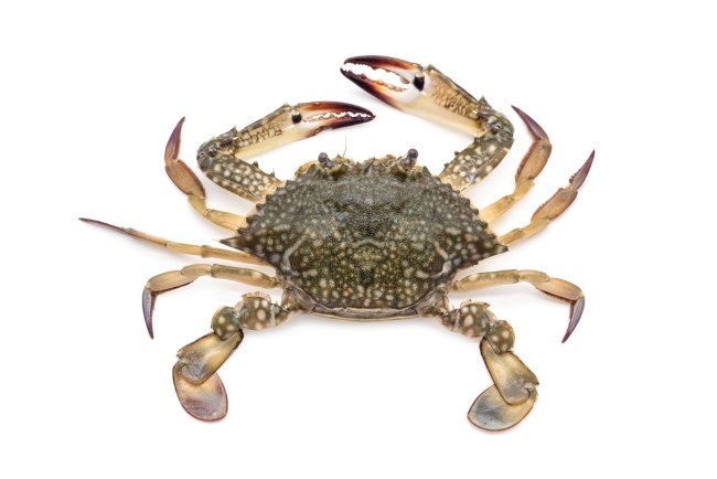 Perbedaan Kepiting dan Rajungan: Ciri Fisik, Nutrisi, dan Caranya