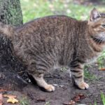 7 Cara Ampuh Mengusir Kucing Buang Air di Halaman Rumah