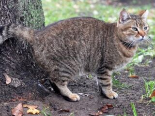 7 Cara Ampuh Mengusir Kucing Buang Air di Halaman Rumah