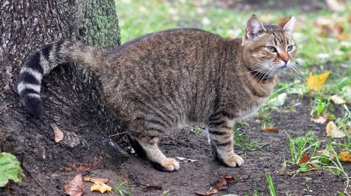 7 Cara Ampuh Mengusir Kucing Buang Air di Halaman Rumah