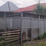 Pemukiman Dikepung Bau Sapi dan Nyamuk, Warga Kerinci Menjerit