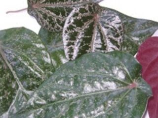 Obat Herbal, Manfaat Daun Sirih Merah untuk Kesehatan