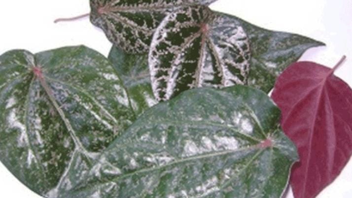 Daun Sirih Merah: Manfaat, Cara Pengolahan, dan Tips Penggunaan Aman