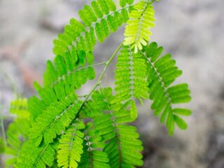 Manfaat Daun Saga untuk Batuk: Efektif atau Berisiko? Ini Penjelasannya