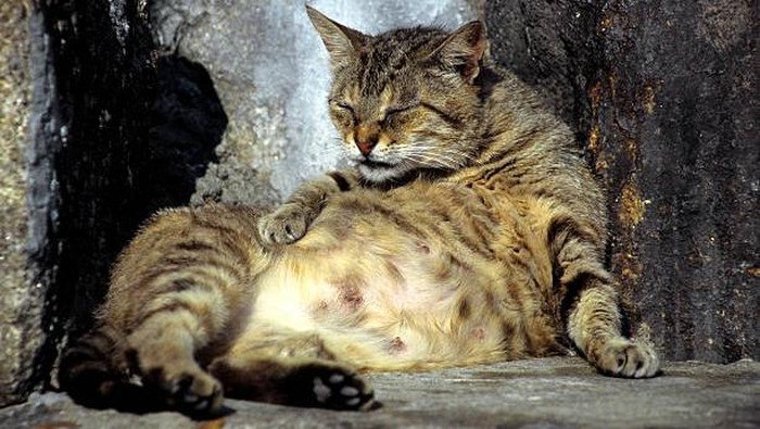 Memelihara Kucing Bisa Tingkatkan Risiko Skizofrenia, Ini Faktanya