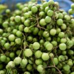 Manfaat Leunca untuk Wanita: Kesehatan Mata & Penuaan Dini