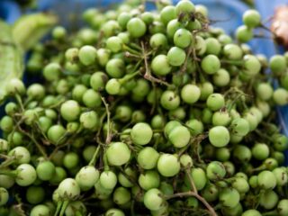 Manfaat Leunca untuk Wanita: Kesehatan Mata & Penuaan Dini