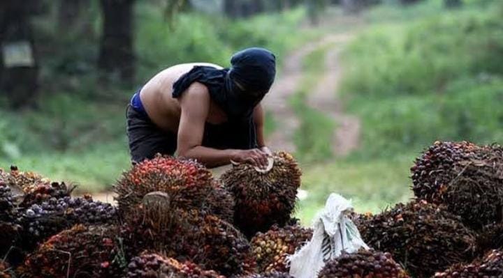 Diduga Terlibat Pencurian Sawit, Warga Sungai Bengkal Dilaporkan ke Polda Jambi