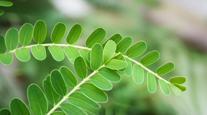 13 Manfaat Daun Bidara Arab dan Cara Pakainya untuk Kesehatan