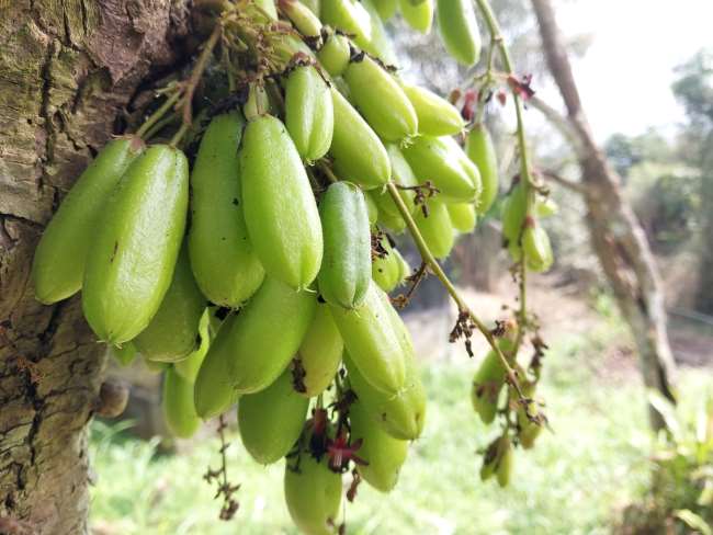 4 Manfaat Belimbing Wuluh untuk Kesehatan Pria