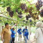 Kebun Anggur Duyu Bangkit, Agrowisata Favorit Palu Bukti Sukses Reforma Agraria