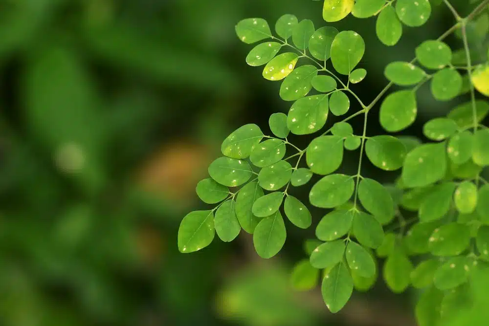 8 Manfaat Daun Kelor untuk Ibu Menyusui, ASI Lebih Lancar & Bergizi