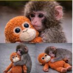 Punch, Bayi Monyet Jepang Viral karena Peluk Boneka Orangutan