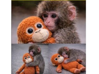 Punch, Bayi Monyet Jepang Viral karena Peluk Boneka Orangutan
