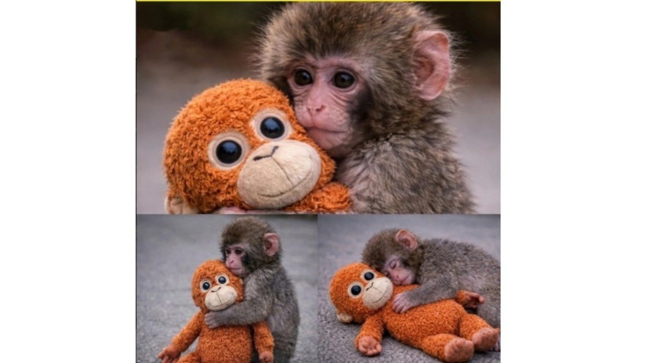 Punch, Bayi Monyet Jepang Viral karena Peluk Boneka Orangutan