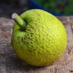 7 Manfaat Buah Sukun untuk Kesehatan dan Fakta Ilmiahnya