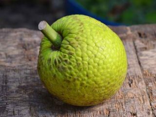 7 Manfaat Buah Sukun untuk Kesehatan dan Fakta Ilmiahnya