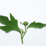 Manfaat Daun Insulin untuk Kesehatan: Turunkan Gula Darah hingga Daya Tahan Tubuh