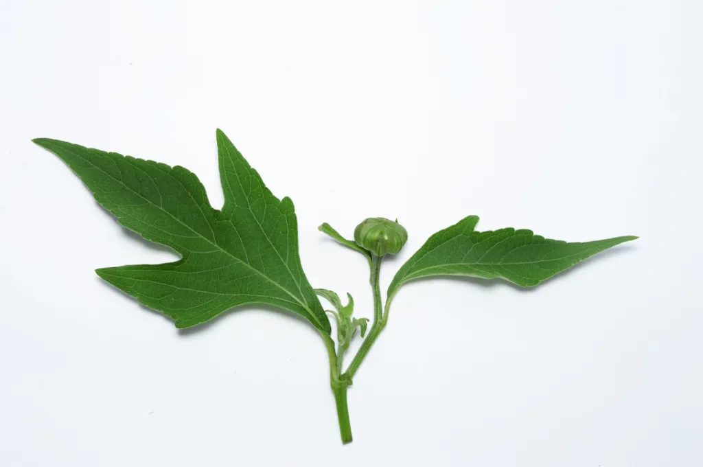 Manfaat Daun Insulin untuk Kesehatan: Turunkan Gula Darah hingga Daya Tahan Tubuh