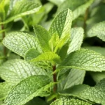 7 Manfaat Daun Mint untuk Kesehatan, Pencernaan, dan Kulit