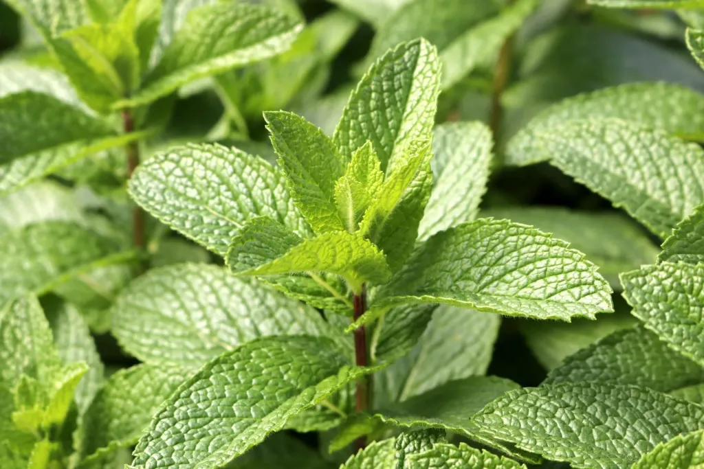 7 Manfaat Daun Mint untuk Kesehatan, Pencernaan, dan Kulit