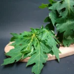 10 Manfaat Daun Pepaya untuk Kesehatan, dari Daya Tahan Tubuh hingga Pencernaa