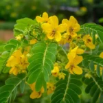 Manfaat Daun Senna untuk Pencernaan & Kesehatan Tubuh