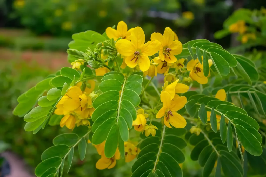 Manfaat Daun Senna untuk Pencernaan & Kesehatan Tubuh