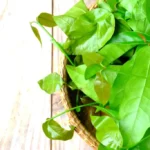 Manfaat Daun Melinjo untuk Kesehatan & Cara Mengolahnya