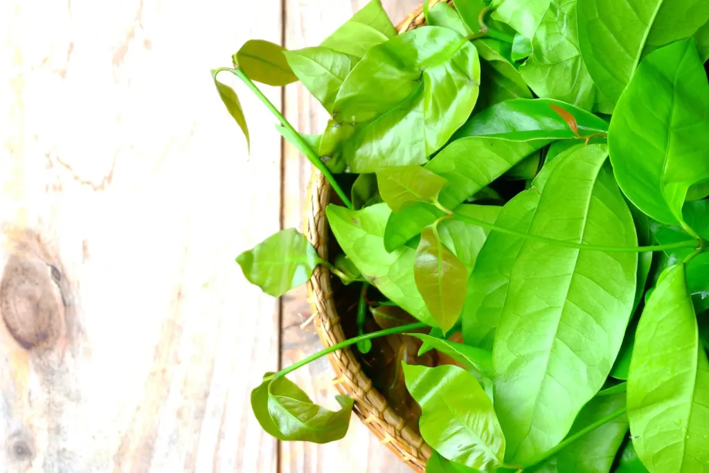 Manfaat Daun Melinjo untuk Kesehatan & Cara Mengolahnya