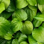 11 Manfaat Daun Sirih untuk Kesehatan, dari Kewanitaan hingga Menambah Energi