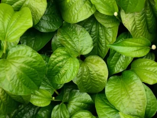 11 Manfaat Daun Sirih untuk Kesehatan, dari Kewanitaan hingga Menambah Energi