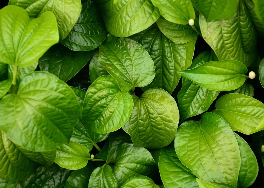 11 Manfaat Daun Sirih untuk Kesehatan, dari Kewanitaan hingga Menambah Energi