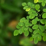 8 Manfaat Daun Kelor untuk Ibu Menyusui dan Cara Mengolahnya