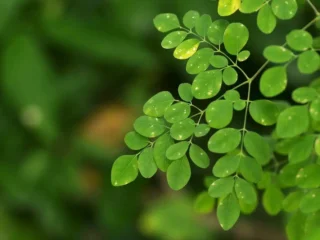 8 Manfaat Daun Kelor untuk Ibu Menyusui dan Cara Mengolahnya