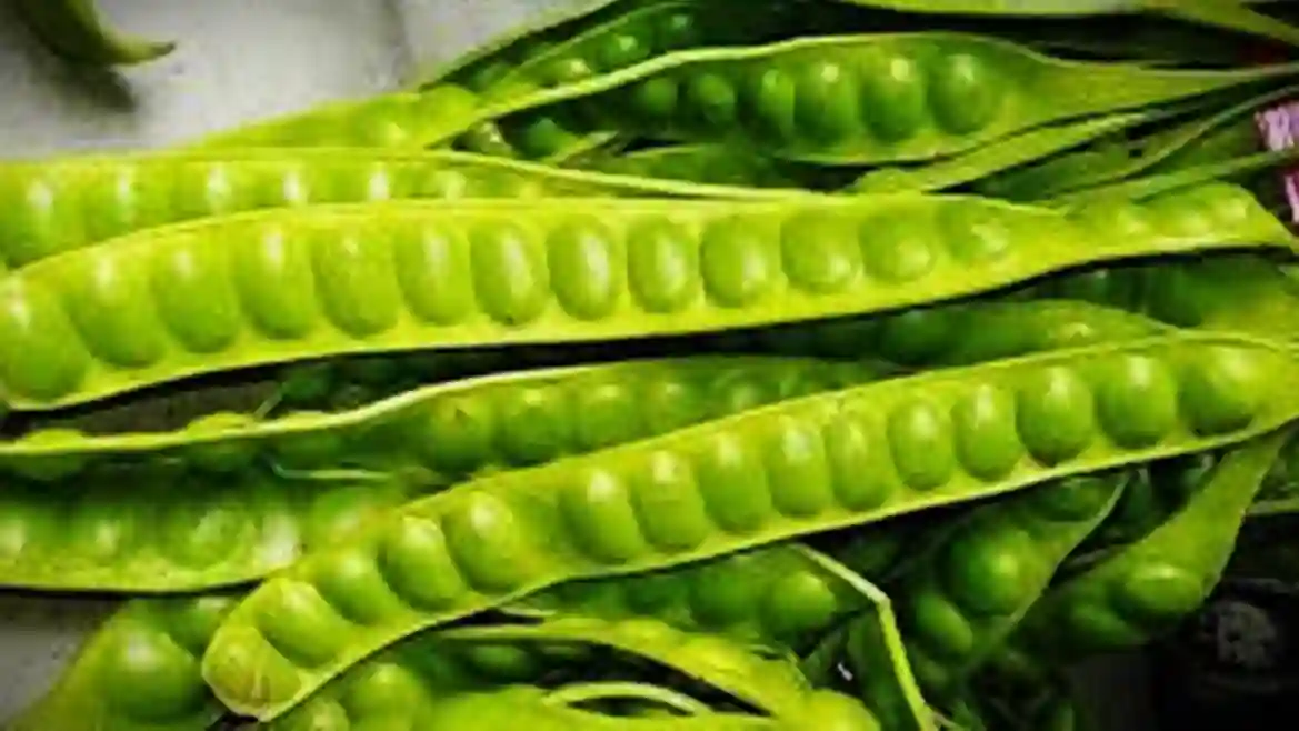 Manfaat Petai Mentah untuk Maag