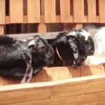 Update Harga Kambing Kurban 2026: Tips Pilih Hewan Syar'i