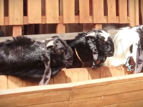 Update Harga Kambing Kurban 2026: Tips Pilih Hewan Syar'i