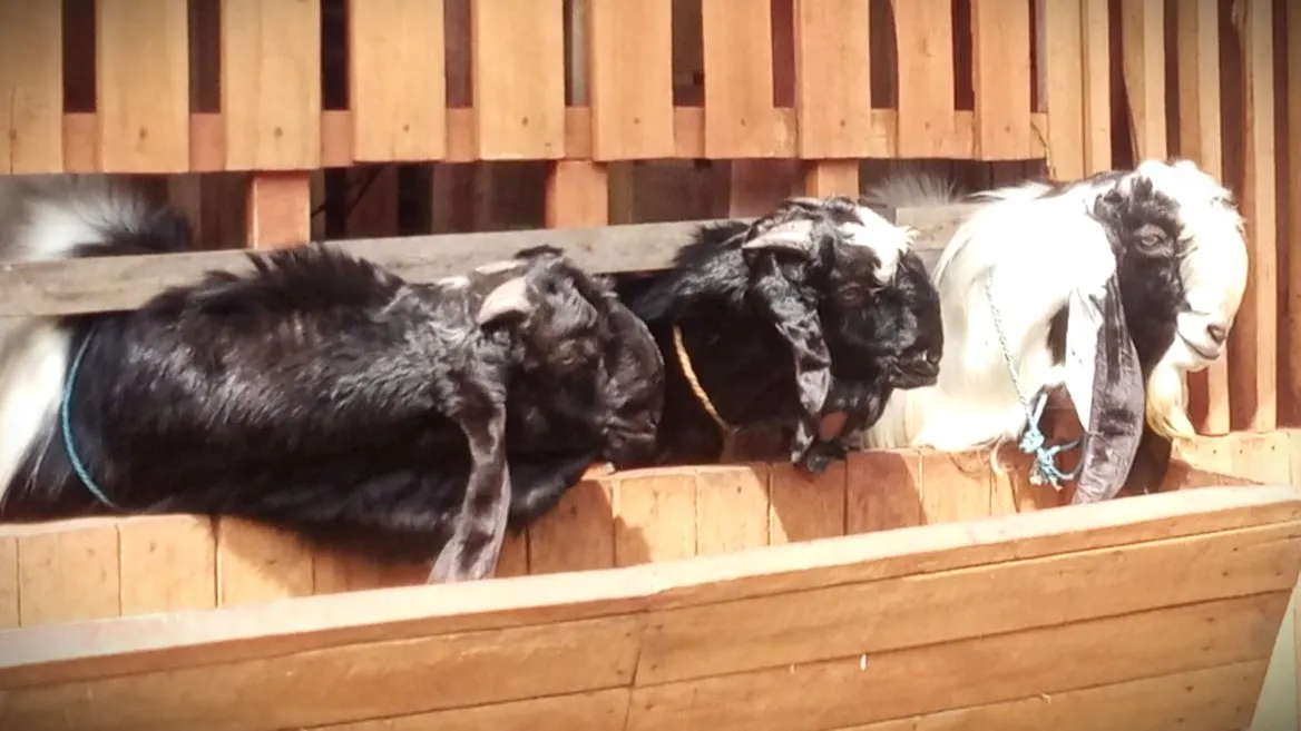 Update Harga Kambing Kurban 2026: Tips Pilih Hewan Syar'i