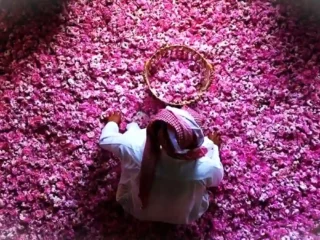 Wanginya Mendunia! Jutaan Mawar Taif Mekar Sempurna, Jadi Rebutan Industri Parfum Mewah