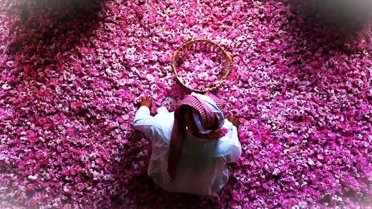 Mawar Taif Mekar Sempurna, Jadi Rebutan Industri Parfum Mewah