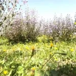 Gurun Arab Saudi Bersemi: Keajaiban Bunga Ungu dan Serangga Penjaga Alam