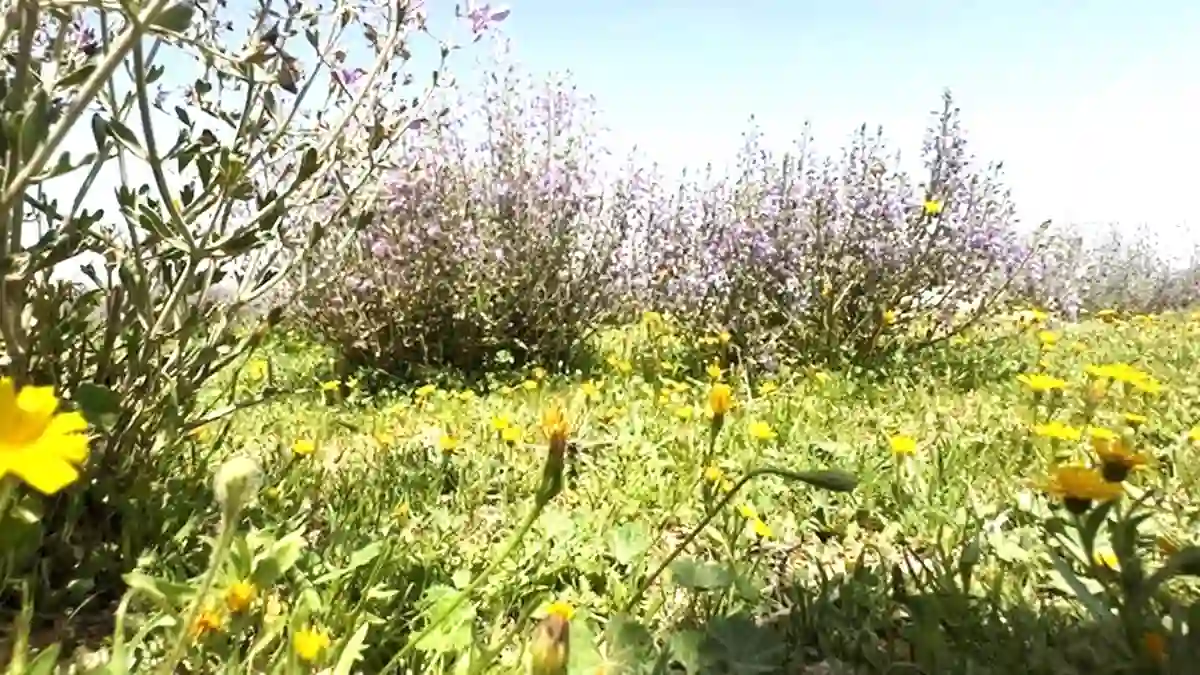 Gurun Arab Saudi Bersemi: Keajaiban Bunga Ungu dan Serangga Penjaga Alam