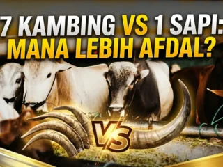 7 Kambing atau 1 Sapi untuk Patungan? Mana yang Lebih Afdal bagi Anda?